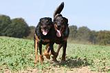 BEAUCERON 538